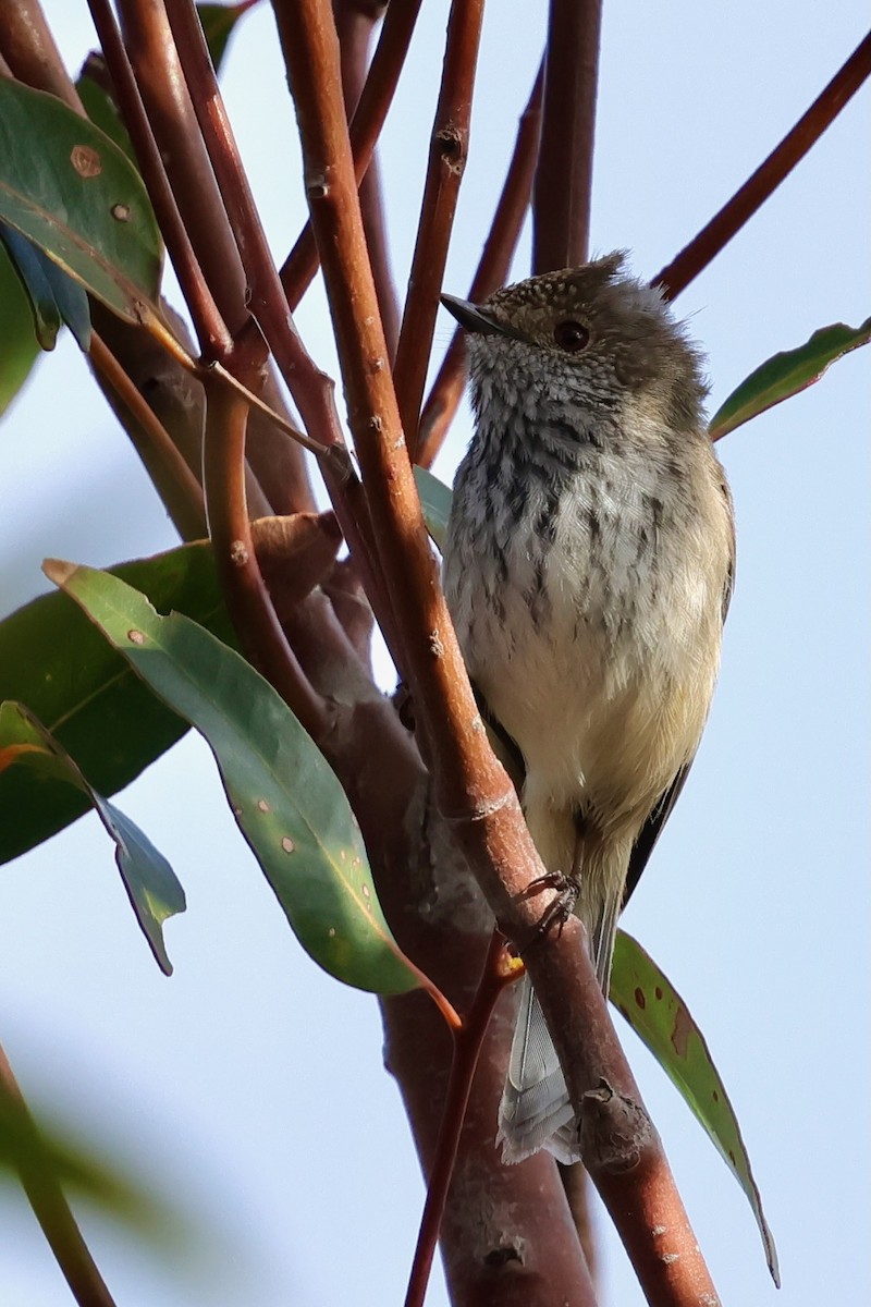 Inland Thornbill - ML643280365