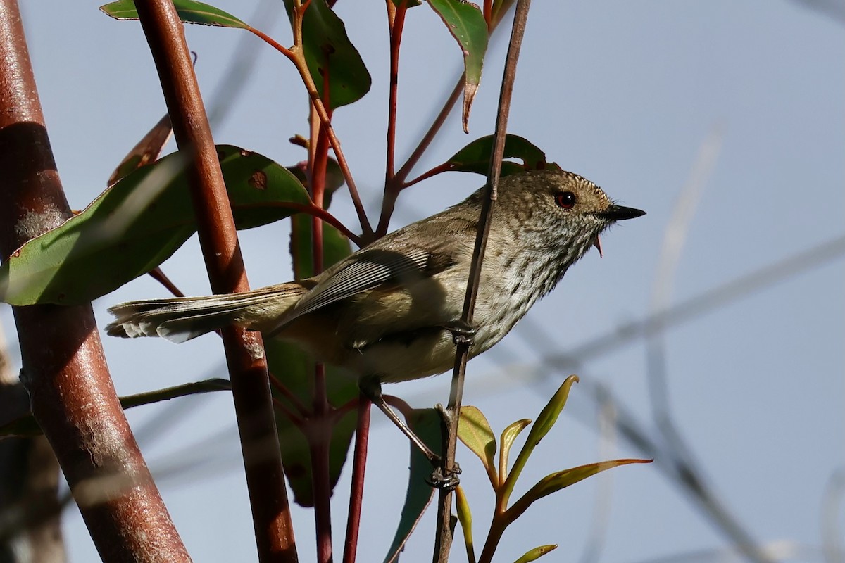 Inland Thornbill - ML643280366