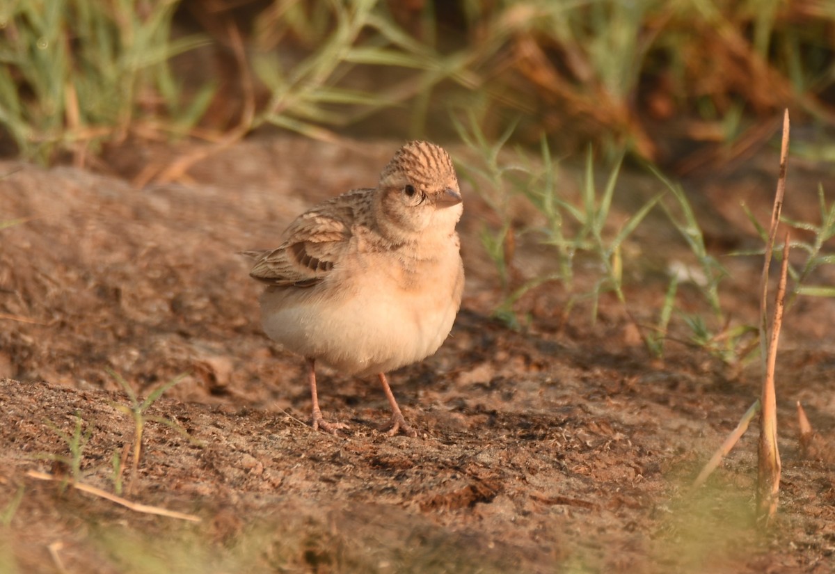 Mongolian Short-toed Lark - ML643280368