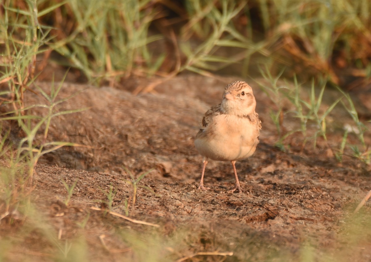 Mongolian Short-toed Lark - ML643280369