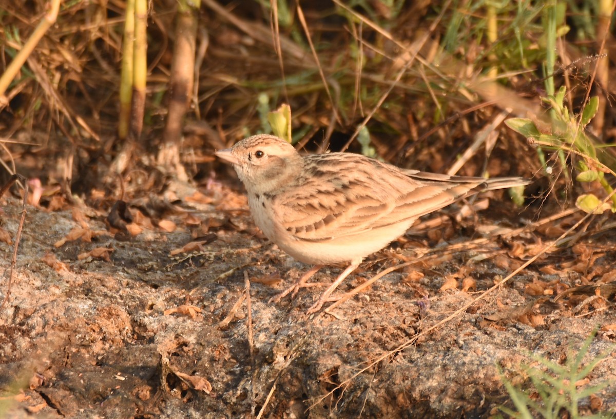Mongolian Short-toed Lark - ML643280370