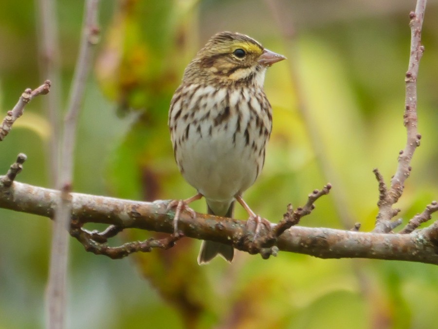 Savannah Sparrow - Roger Horn
