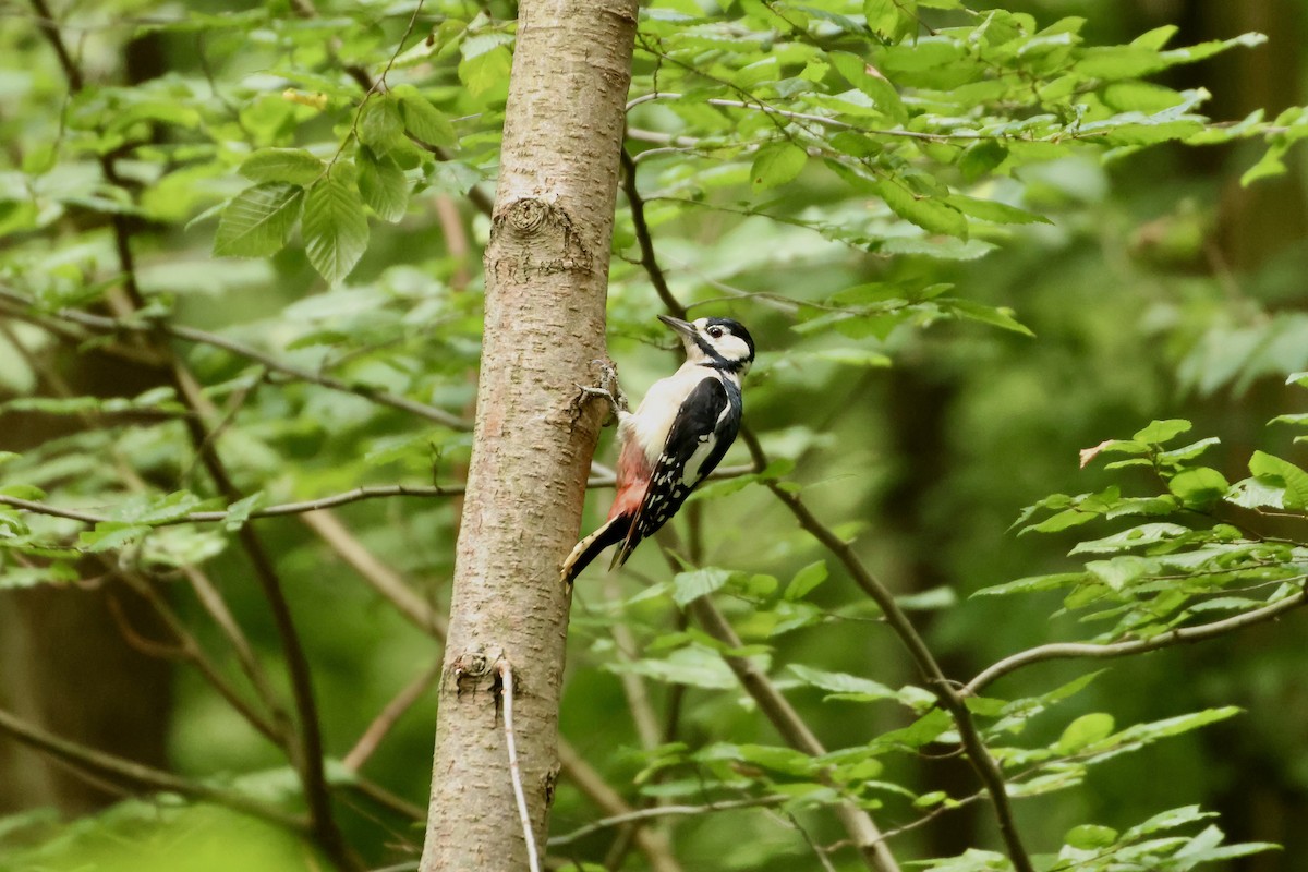 Great Spotted Woodpecker - ML643280374