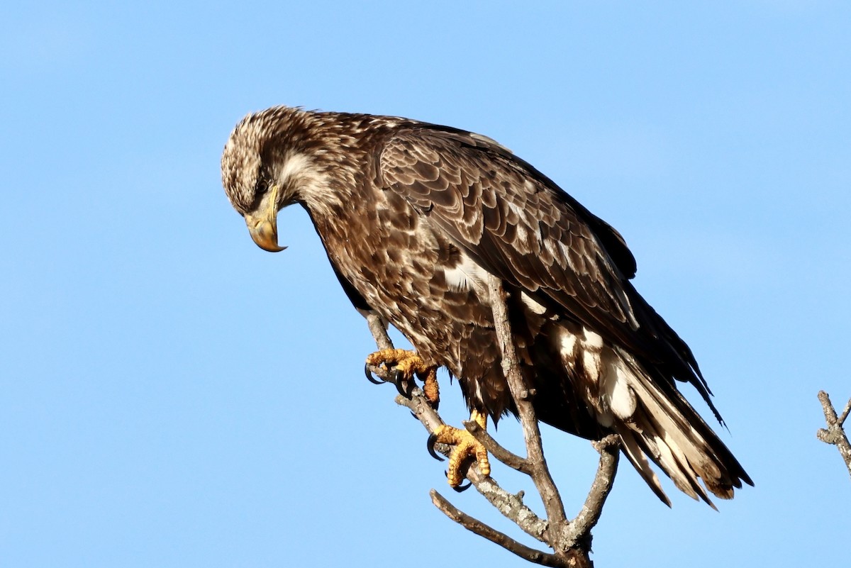 Bald Eagle - ML643280395
