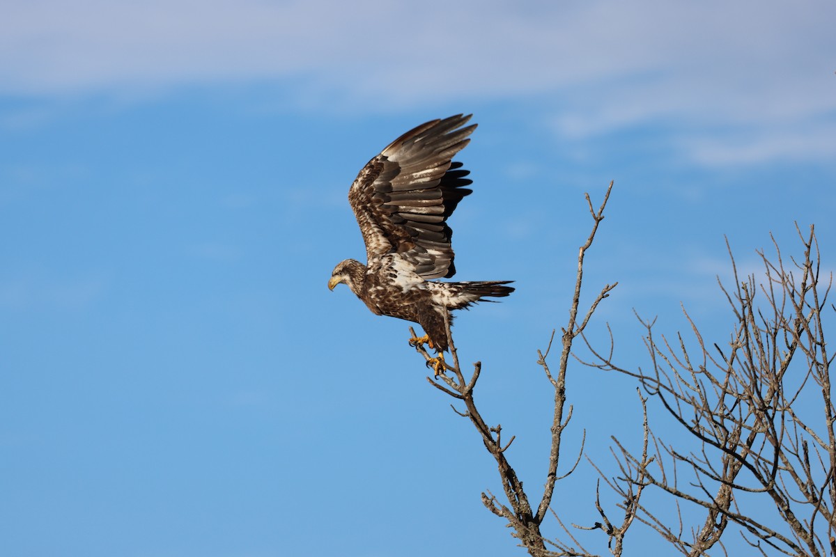 Bald Eagle - ML643280396