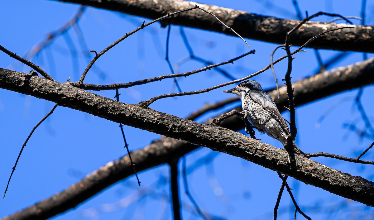 Black-backed Woodpecker - ML643280405