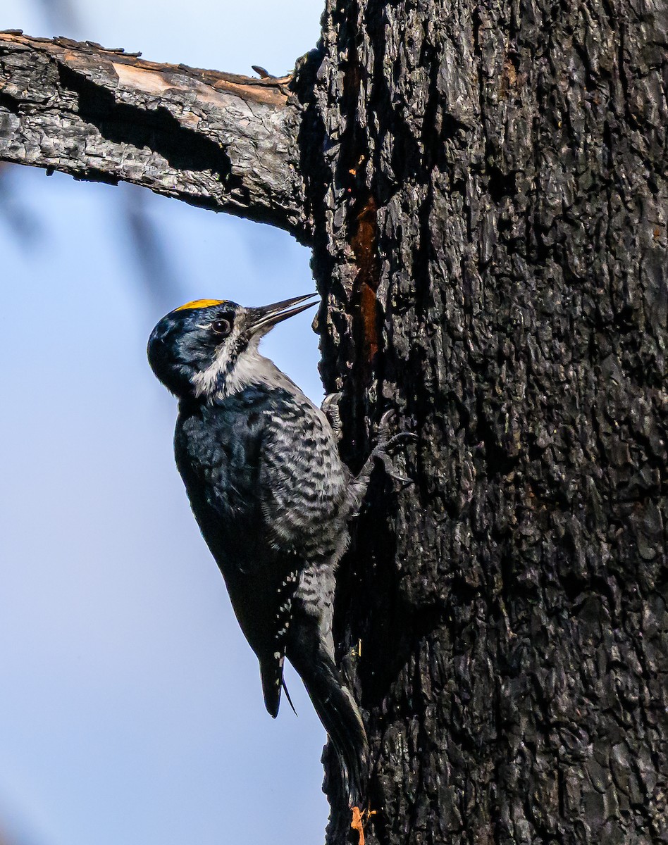 Black-backed Woodpecker - ML643280407