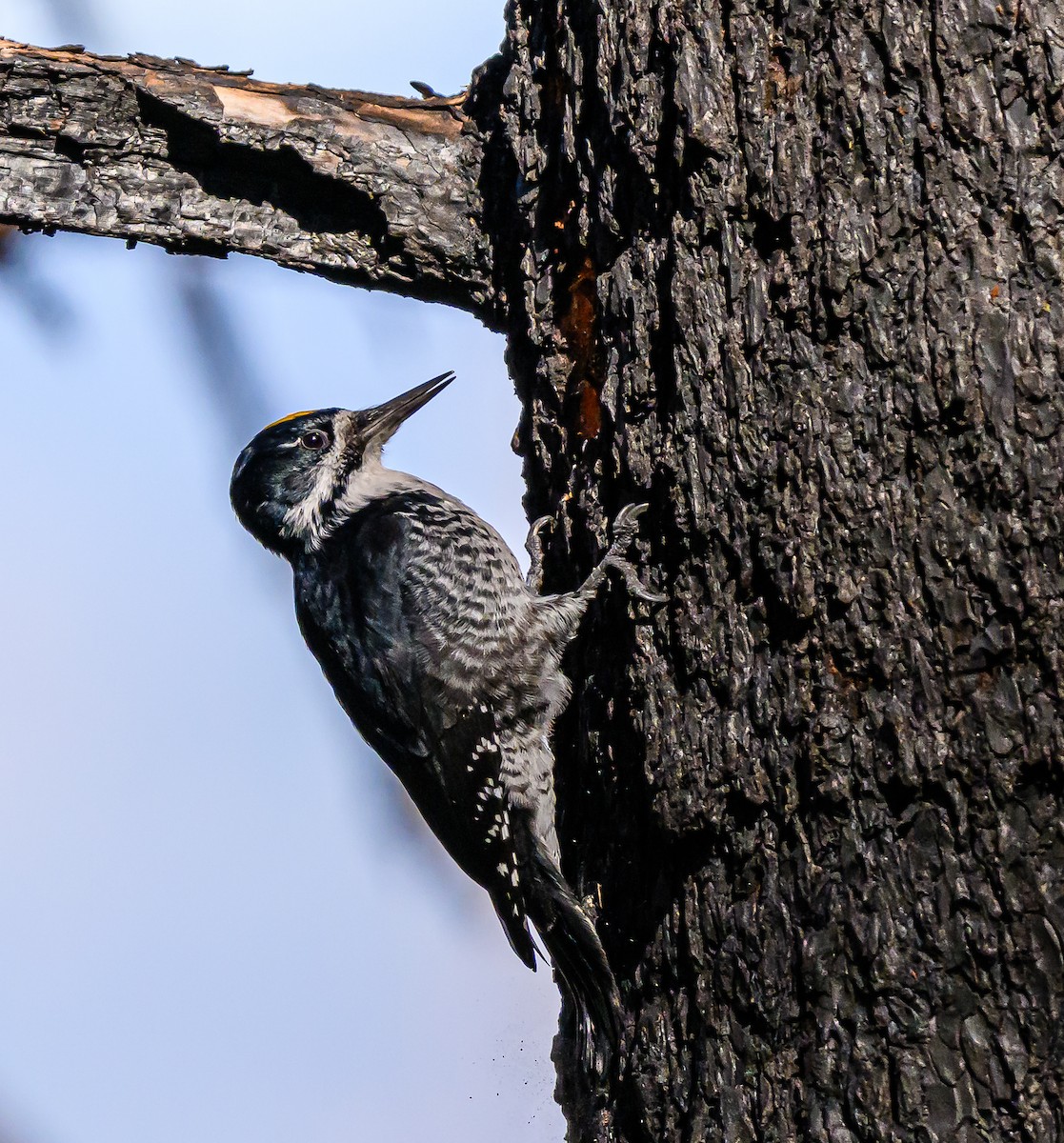 Black-backed Woodpecker - ML643280410
