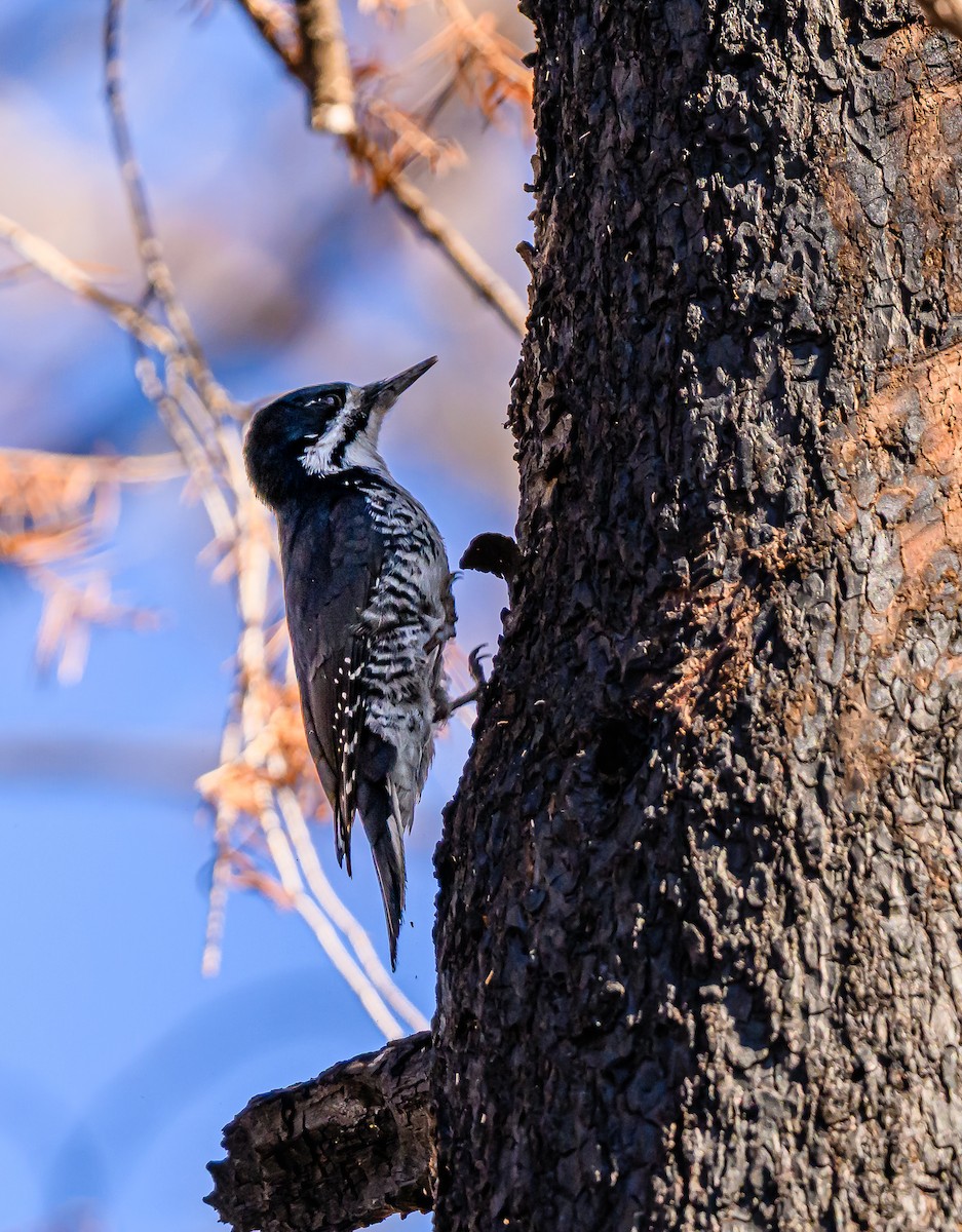 Black-backed Woodpecker - ML643280411