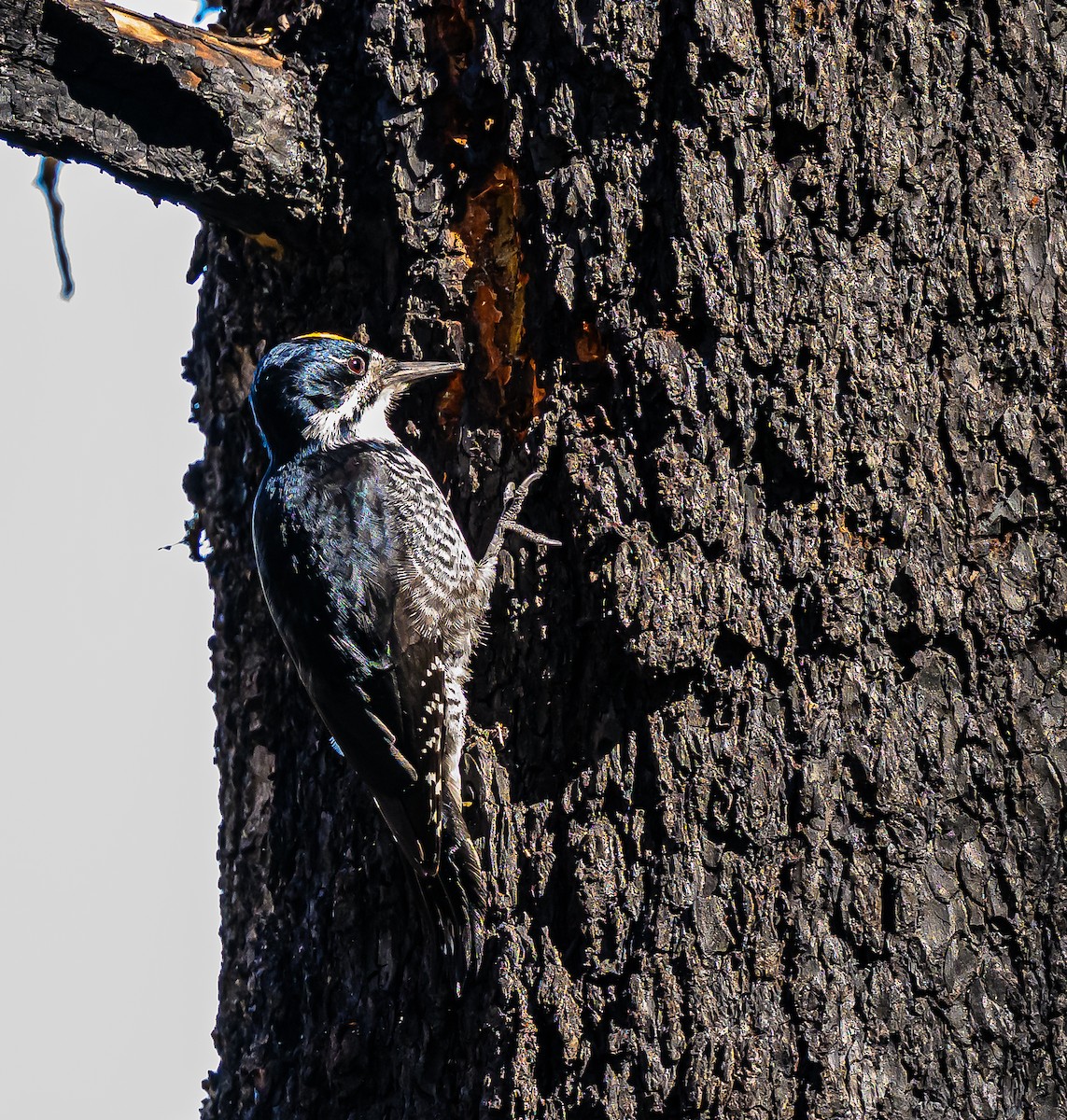 Black-backed Woodpecker - ML643280413