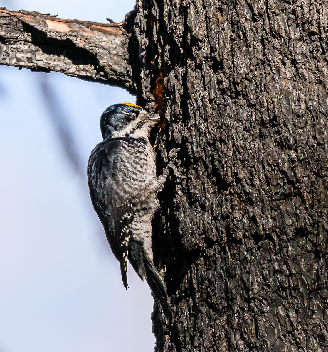 Black-backed Woodpecker - ML643280414