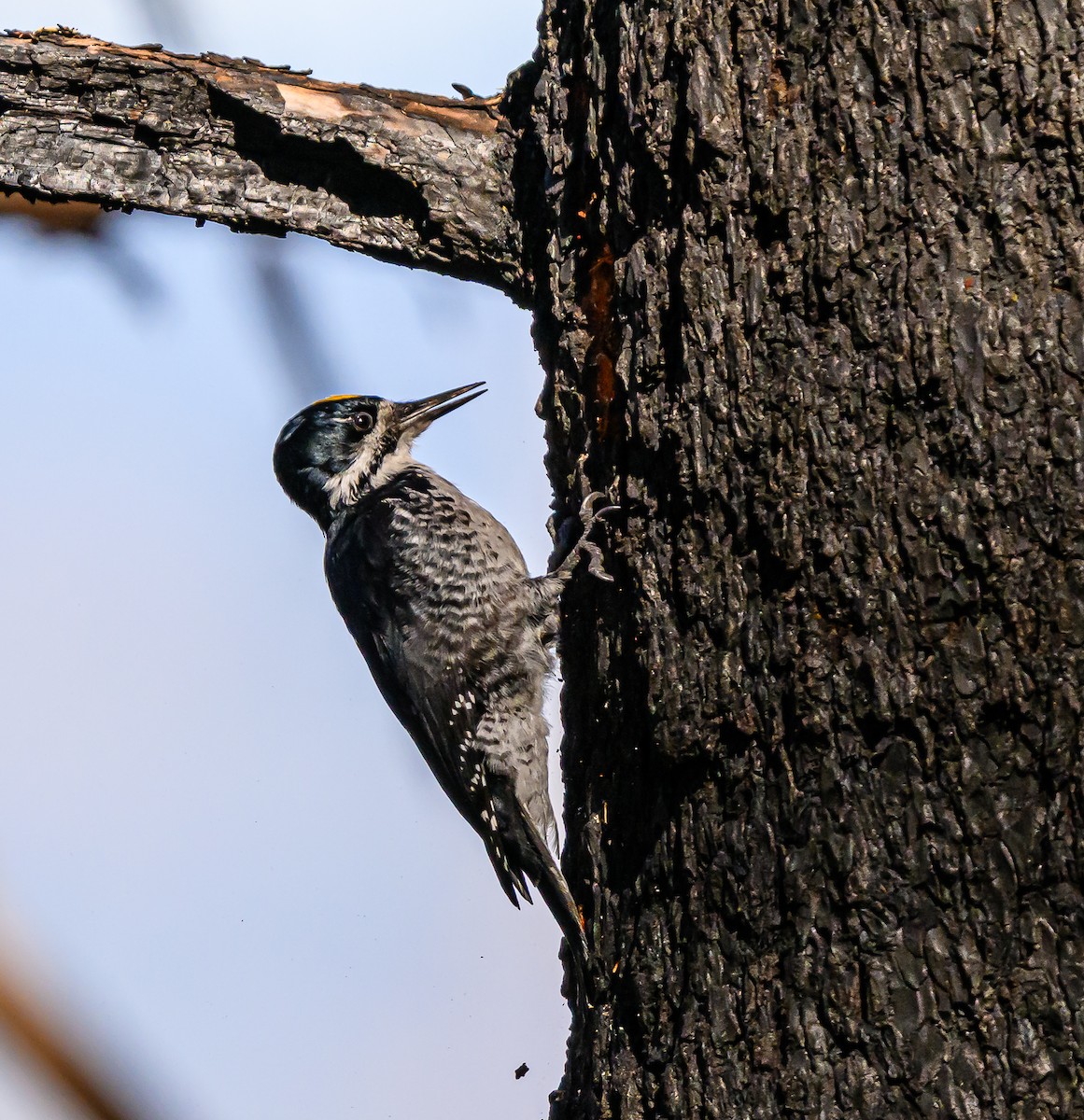 Black-backed Woodpecker - ML643280415
