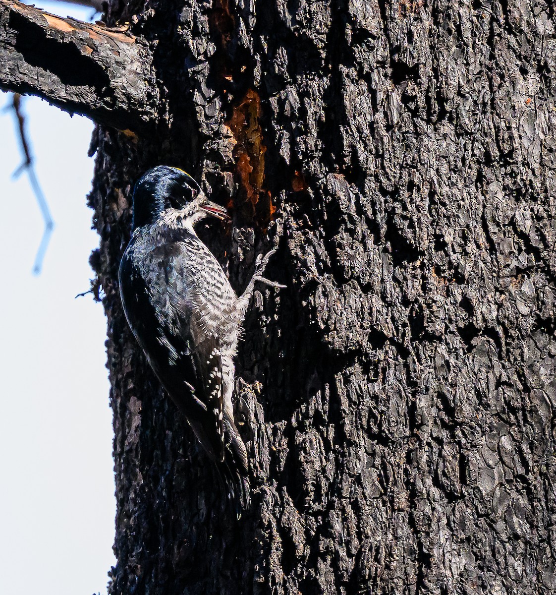 Black-backed Woodpecker - ML643280416