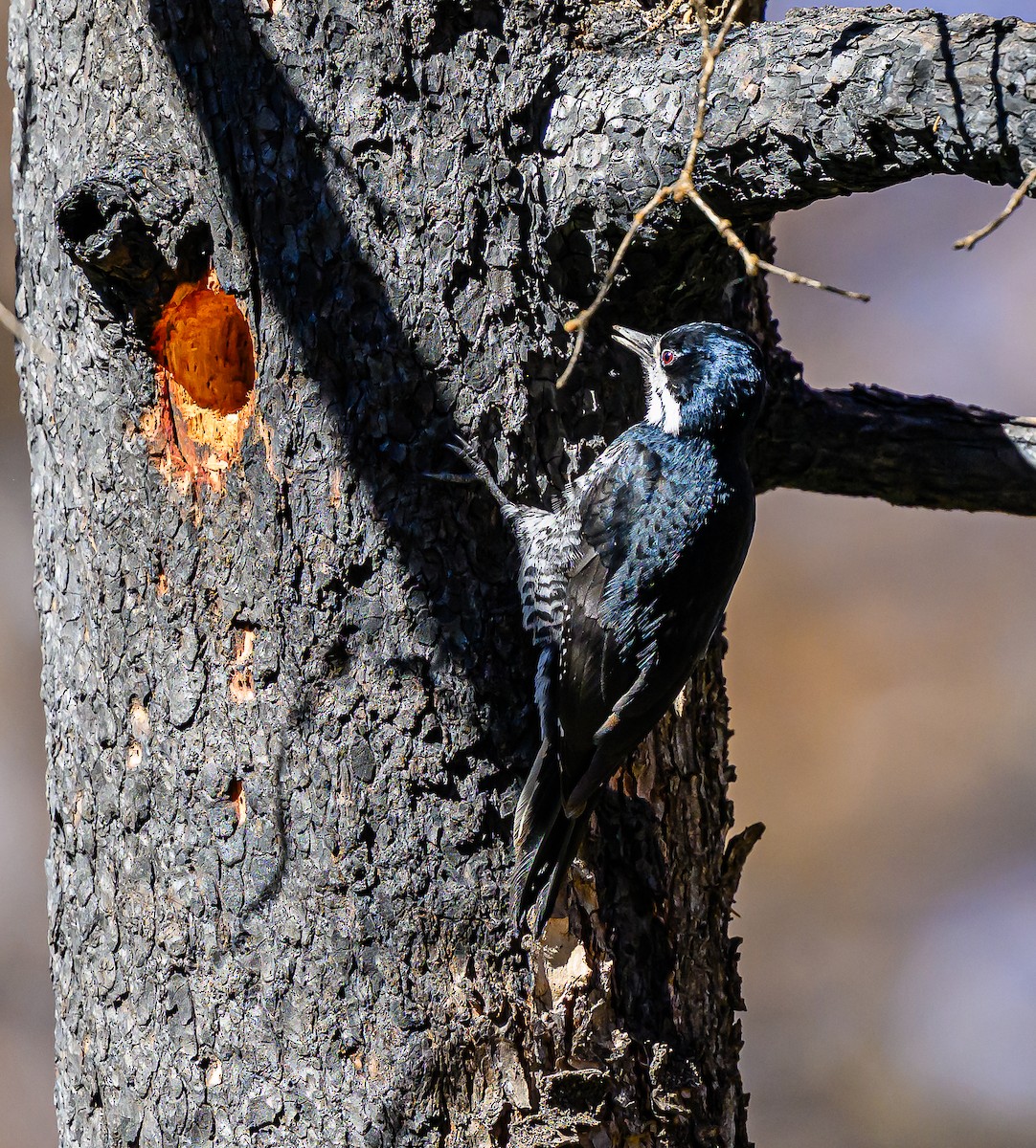 Black-backed Woodpecker - ML643280417