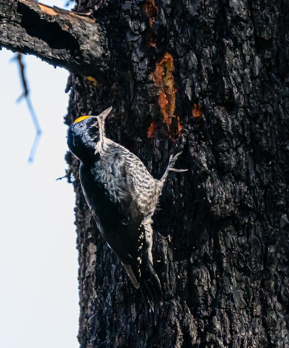 Black-backed Woodpecker - ML643280418