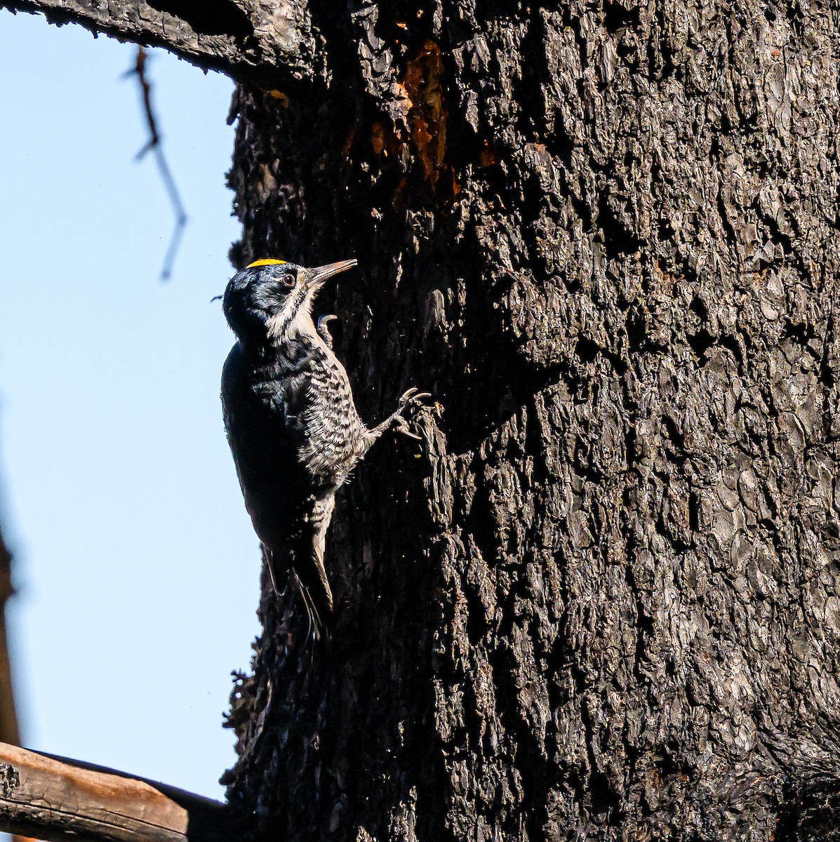 Black-backed Woodpecker - ML643280419