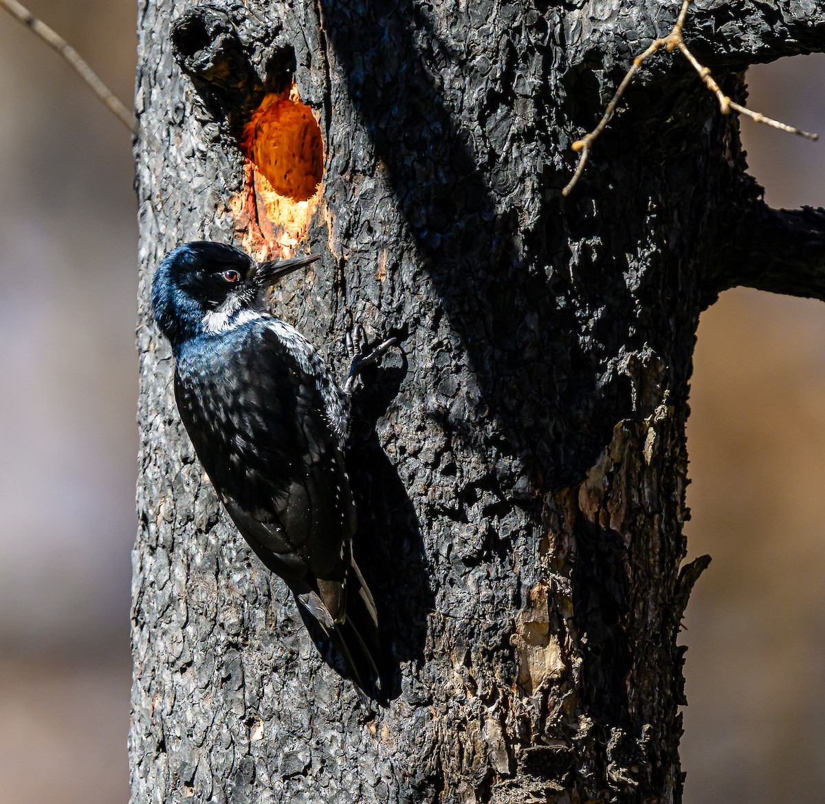 Black-backed Woodpecker - ML643280420