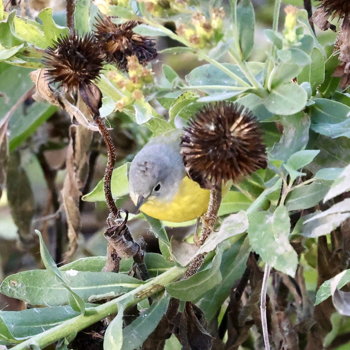 Nashville Warbler - ML643280428