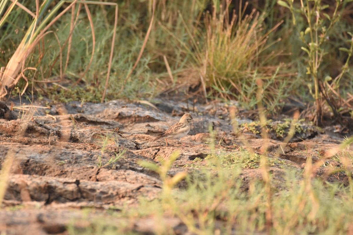 Mongolian Short-toed Lark - ML643280435