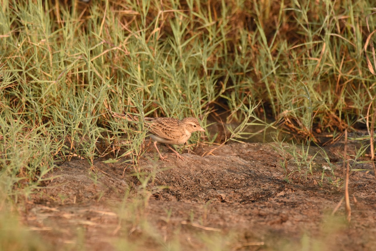 Mongolian Short-toed Lark - ML643280436