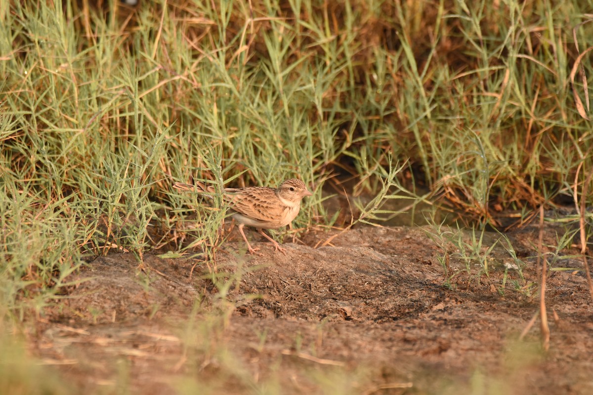 Mongolian Short-toed Lark - ML643280437