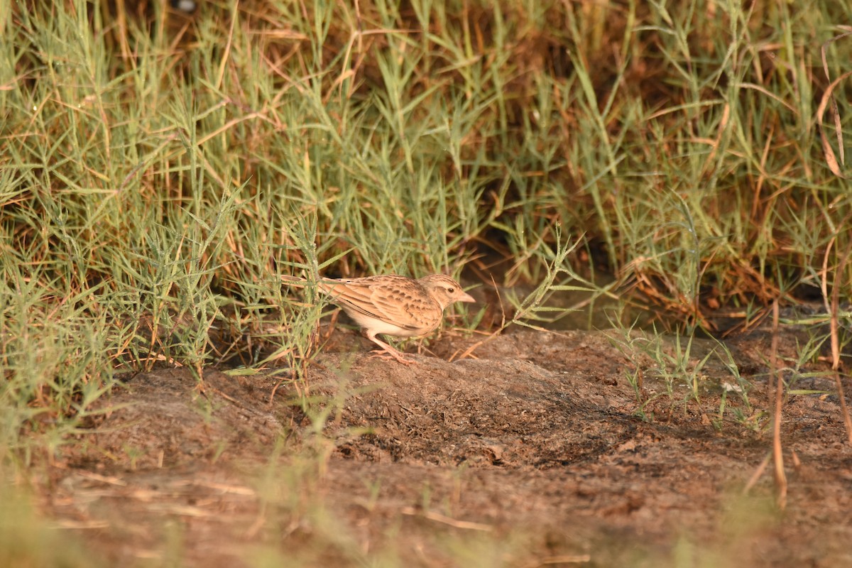 Mongolian Short-toed Lark - ML643280438