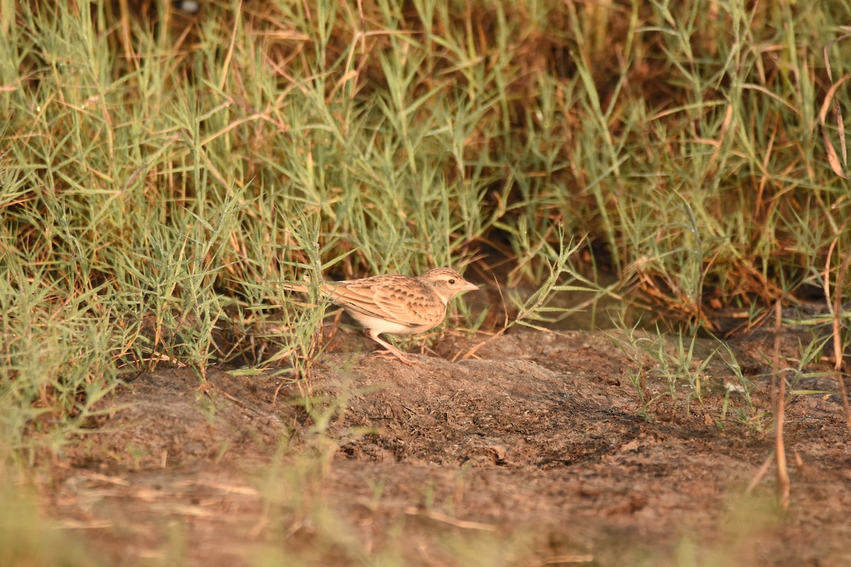 Mongolian Short-toed Lark - ML643280439