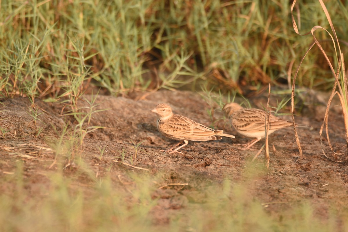 Mongolian Short-toed Lark - ML643280440