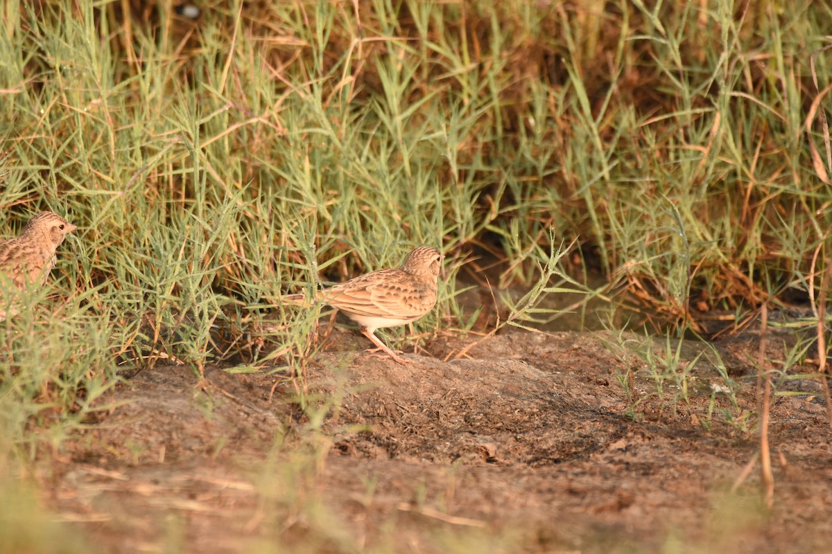 Mongolian Short-toed Lark - ML643280442