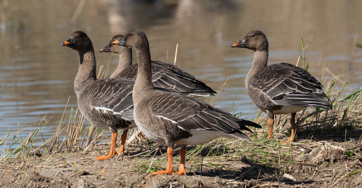 Tundra Bean-Goose - ML643280449