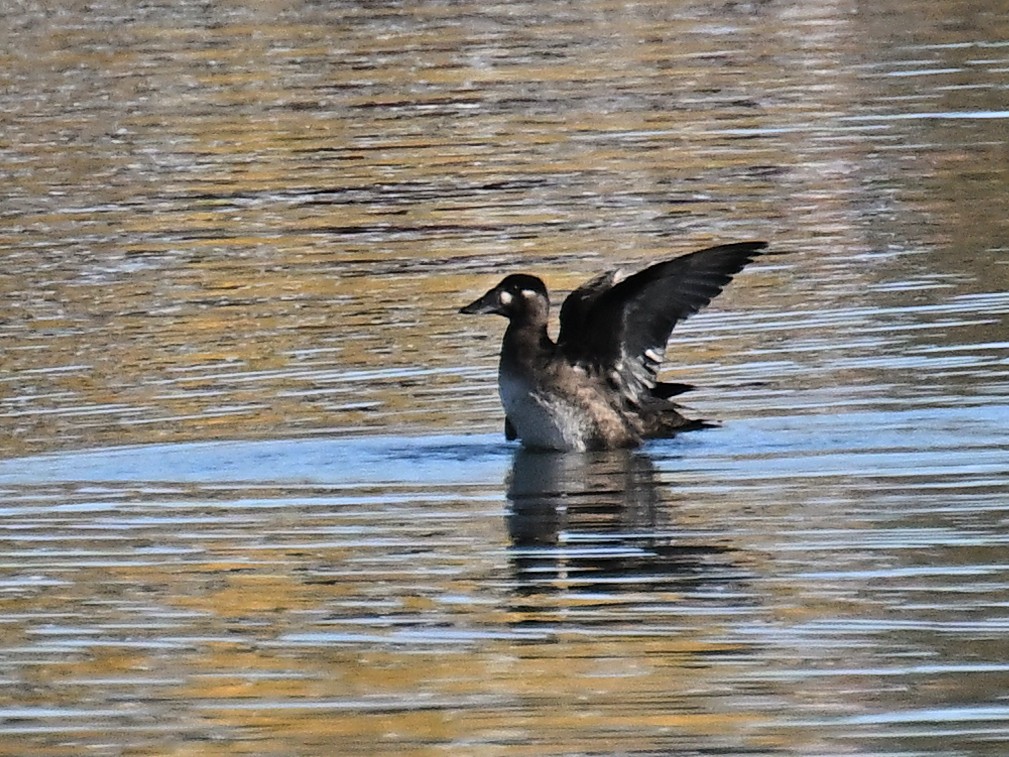 Surf Scoter - ML643280451