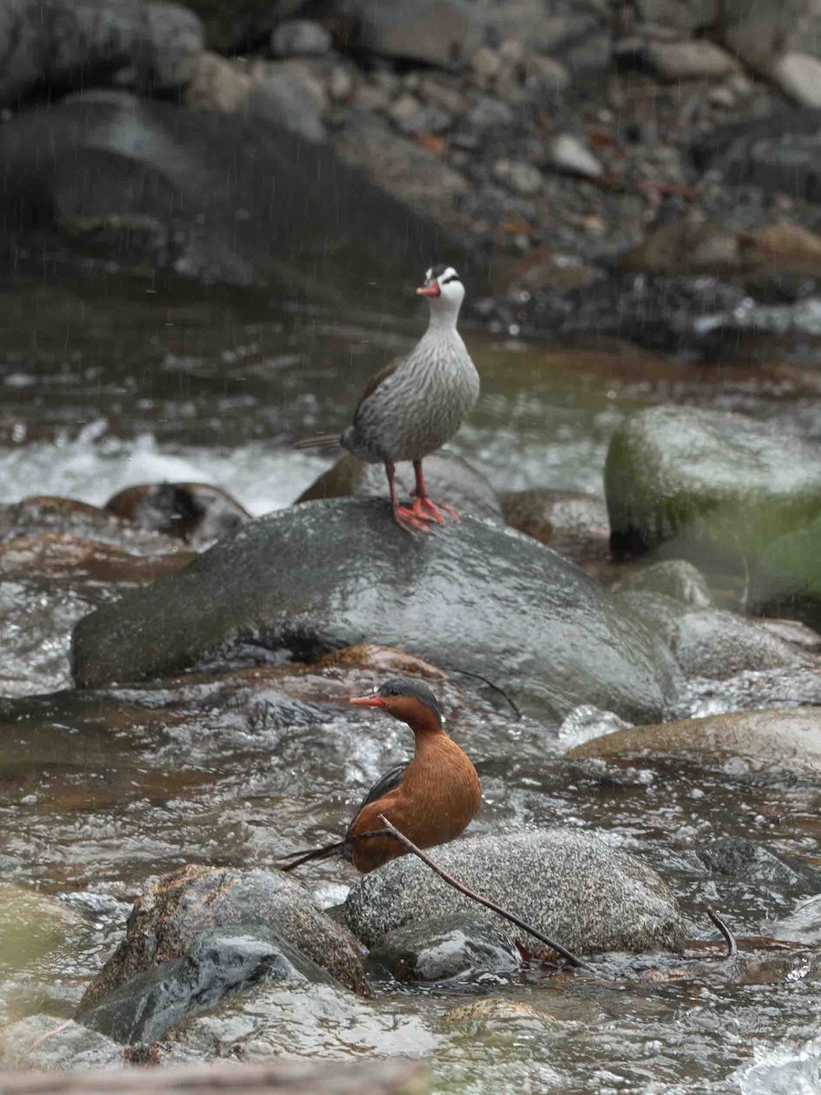 Torrent Duck - ML643280464