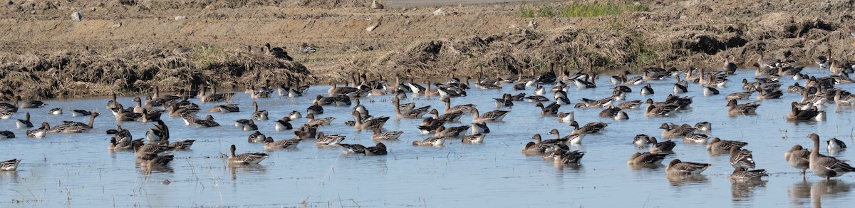Tundra Bean-Goose - ML643280465