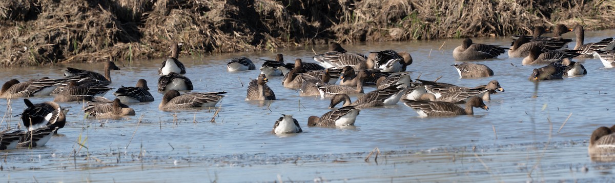 Tundra Bean-Goose - ML643280466