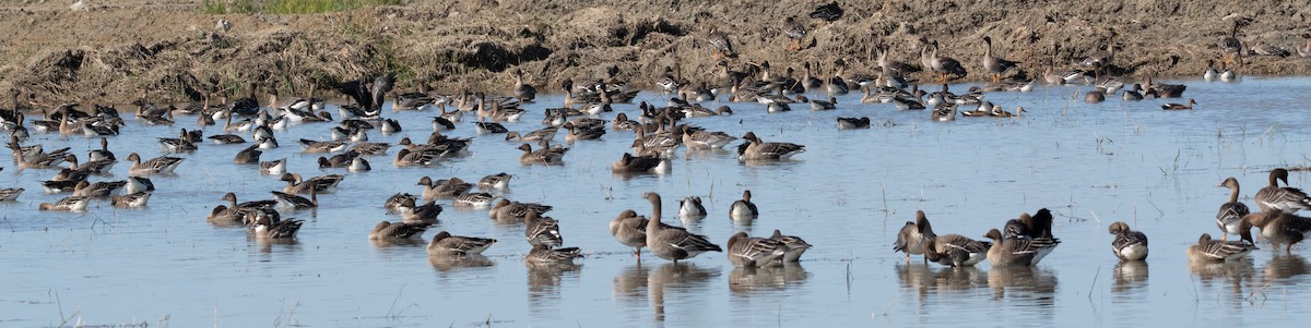 Tundra Bean-Goose - ML643280467