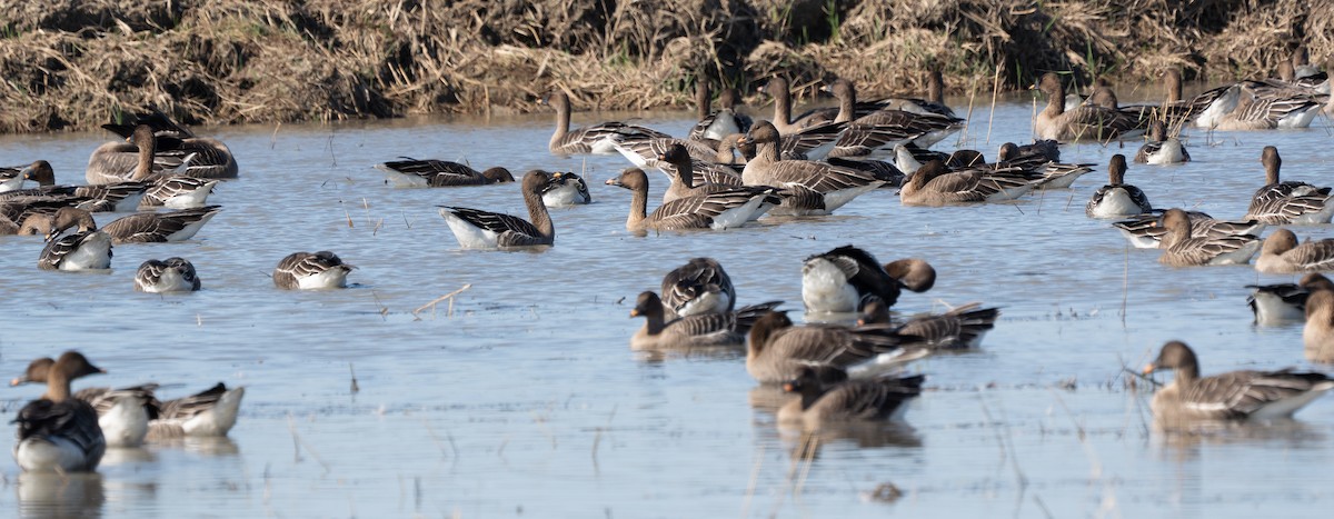 Tundra Bean-Goose - ML643280468