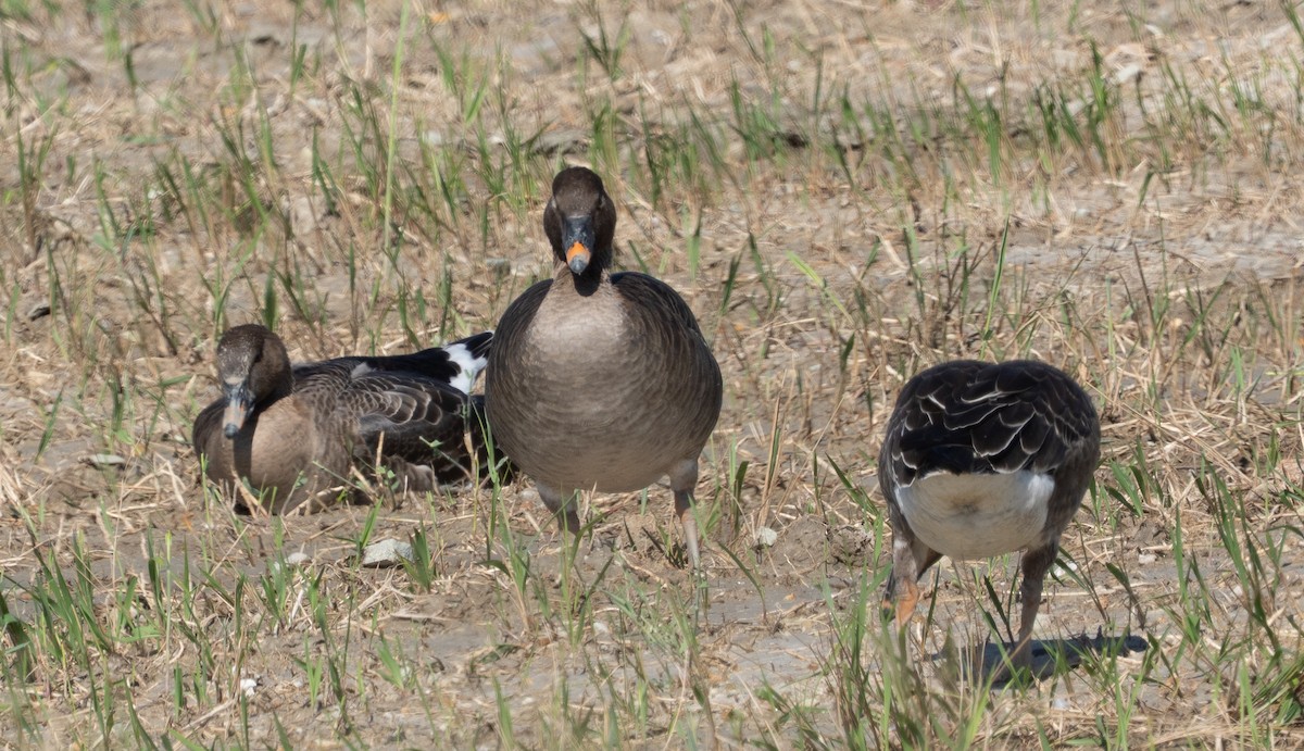 Tundra Bean-Goose - ML643280475