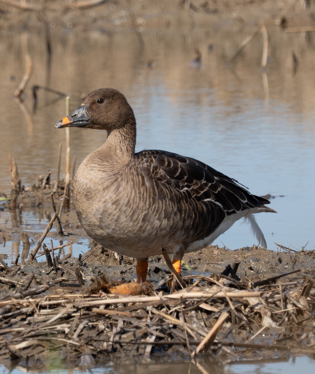 Tundra Bean-Goose - ML643280477