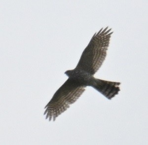 Shikra - ML643280489