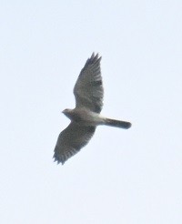 Shikra - ML643280490