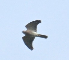 Shikra - ML643280491