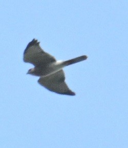 Shikra - ML643280492