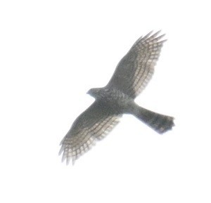 Shikra - ML643280493