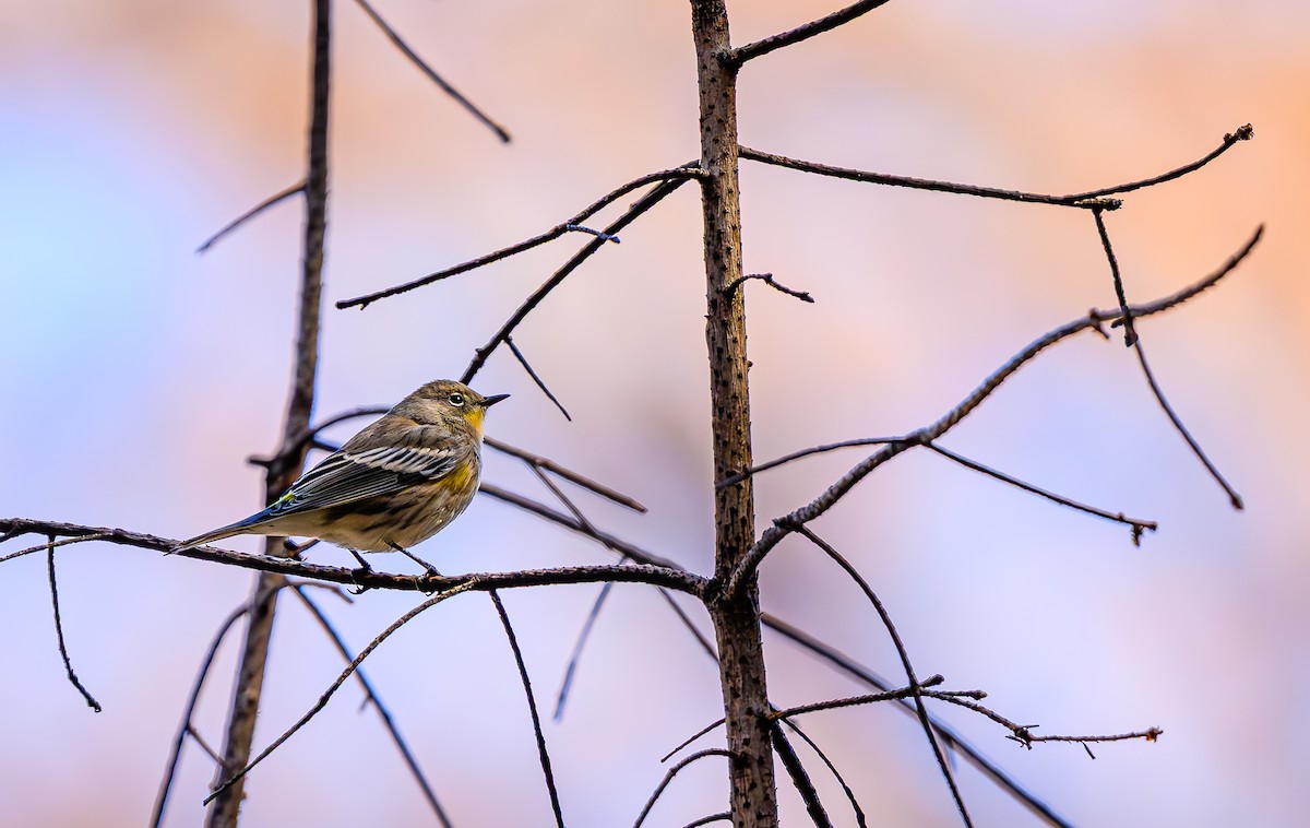 Yellow-rumped Warbler - ML643280496