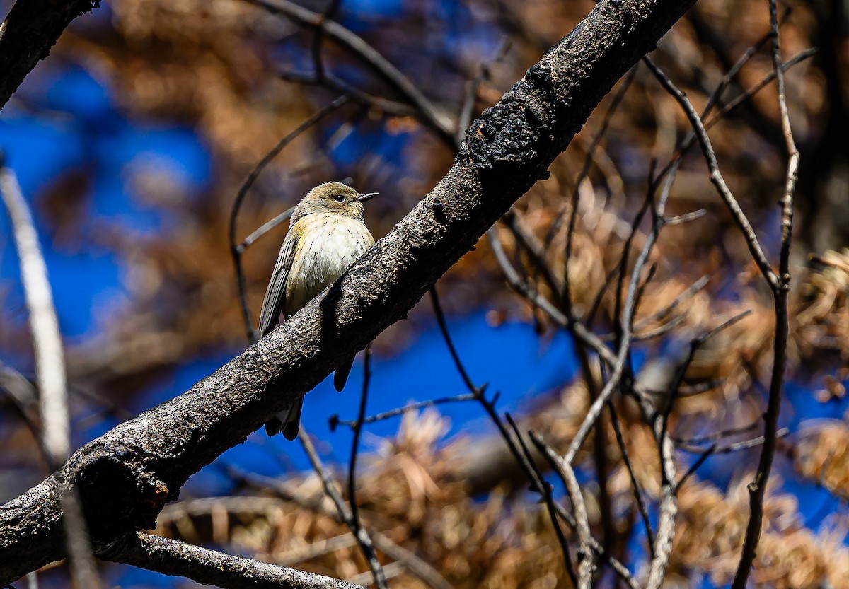 Yellow-rumped Warbler - ML643280497
