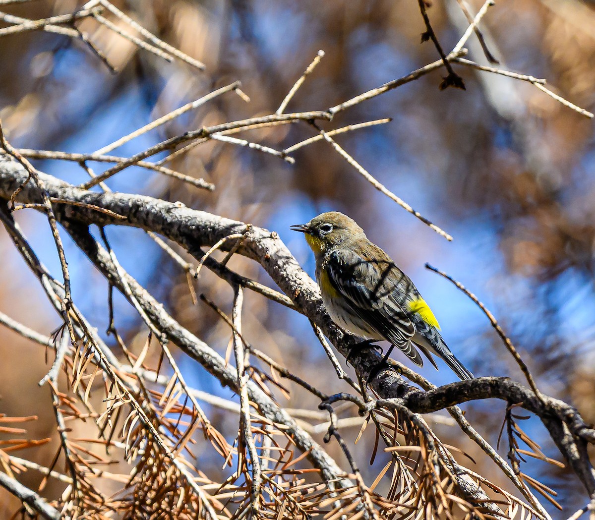 Yellow-rumped Warbler - ML643280499