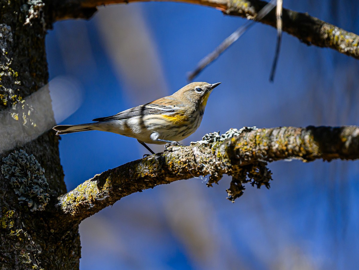 Yellow-rumped Warbler - ML643280500