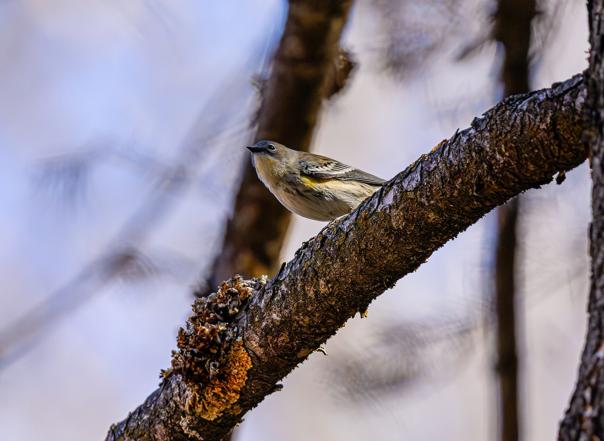 Yellow-rumped Warbler - ML643280501