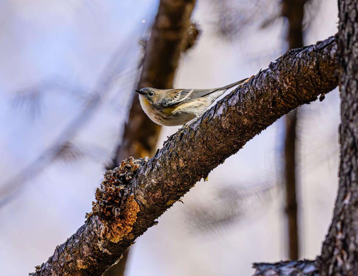 Yellow-rumped Warbler - ML643280502
