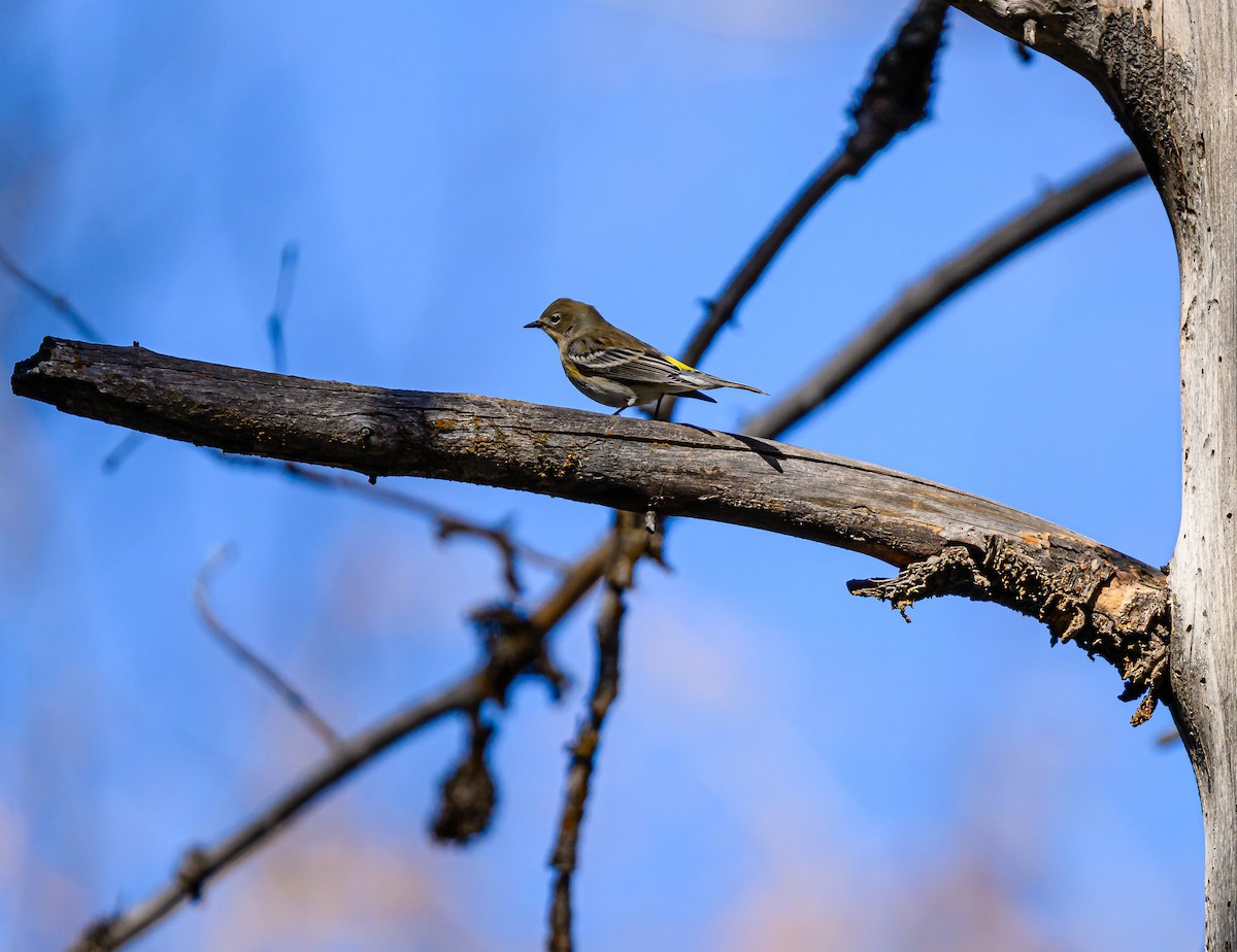 Yellow-rumped Warbler - ML643280503